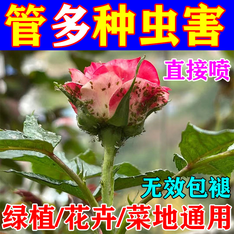 月季花病虫害杀虫剂蚜虫红蜘蛛虫卵双杀花卉绿植通用家用无毒