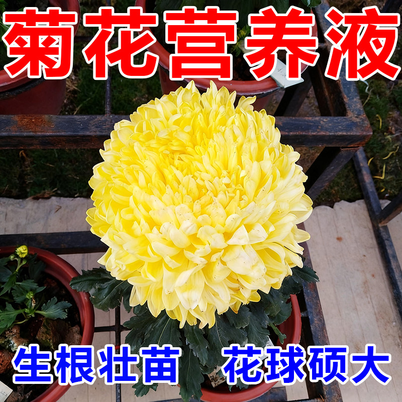 菊花专用营养液菊花肥料盆栽花卉植物肥料开花慢促开花家用
