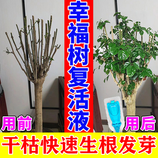 幸福树黄叶枯萎烂根再生剂快速救活营养液植物复活液快速生根发芽