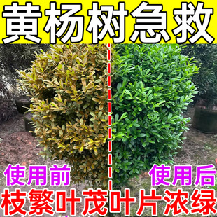 黄杨树专用肥料营养液急救防黄叶落花叶子发黄面肥盆景通用剂