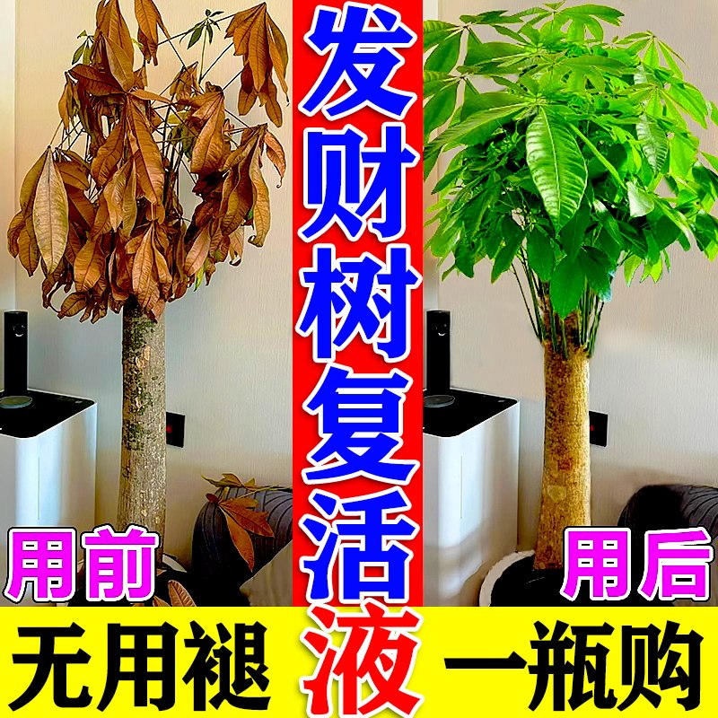 发财树叶斑病专用杀菌剂