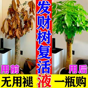 发财树叶斑病专用杀菌剂叶子发黄枯掉叶烂根营养液肥料专用肥料