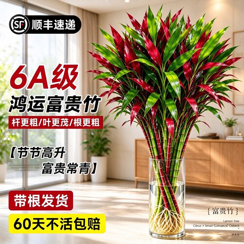客厅招财转运水培富贵竹