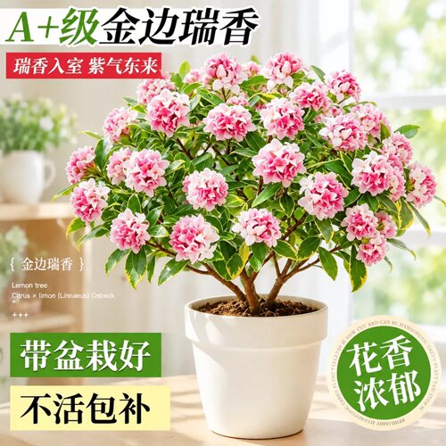 金边瑞香老桩大苗浓香带苞盆栽