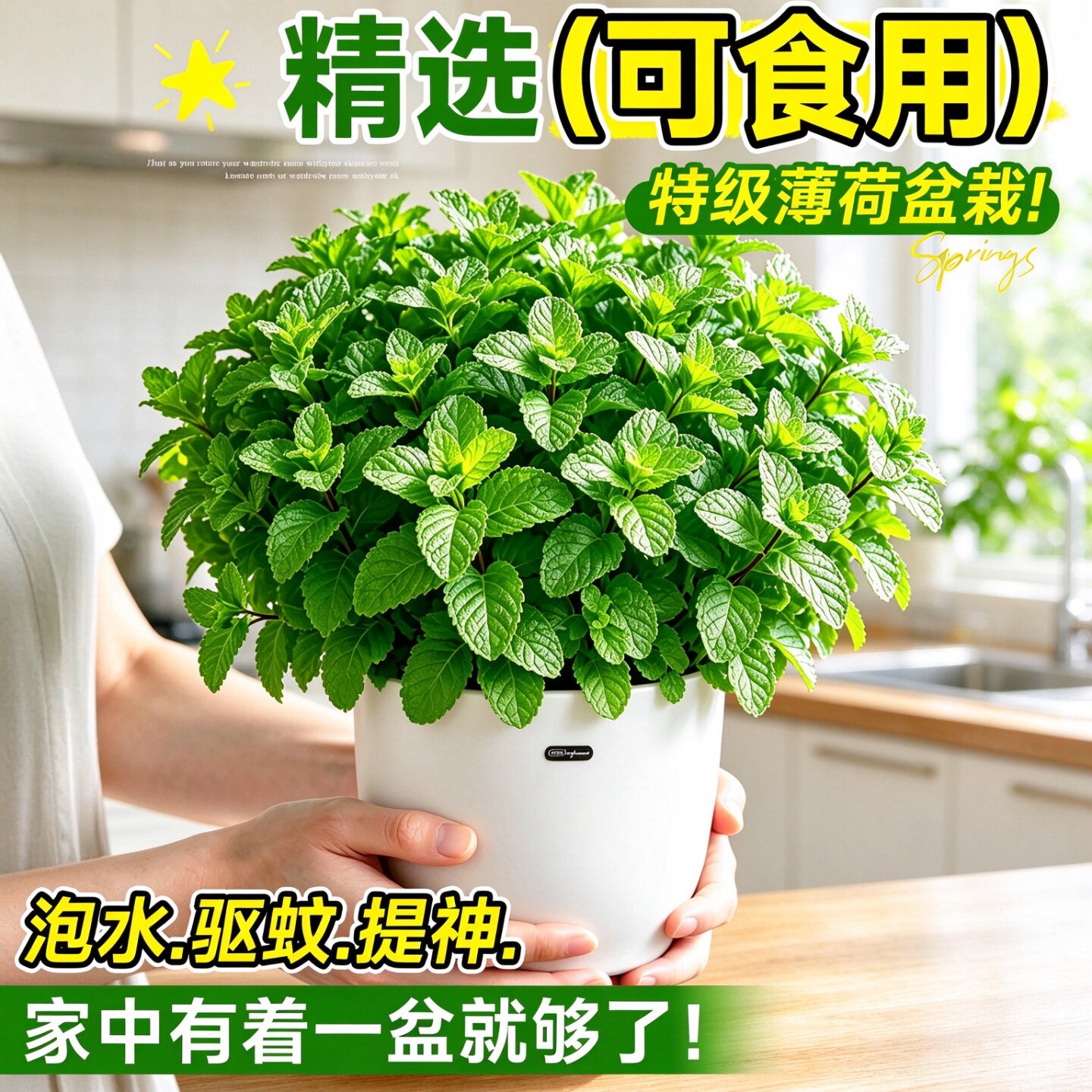 室内阳台水培薄荷盆栽四季好养可食用新鲜薄荷叶驱蚊香草绿植