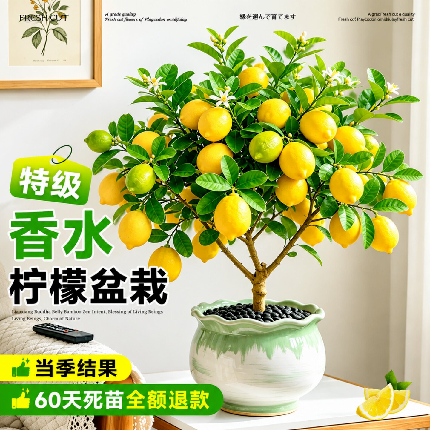 香水柠檬树盆栽带果发货可食用客厅绿植四季结果好养室内柠檬树苗