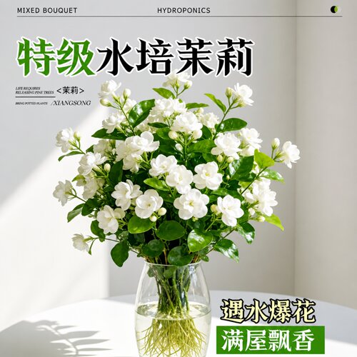 水培茉莉花盆栽带苞四季开花