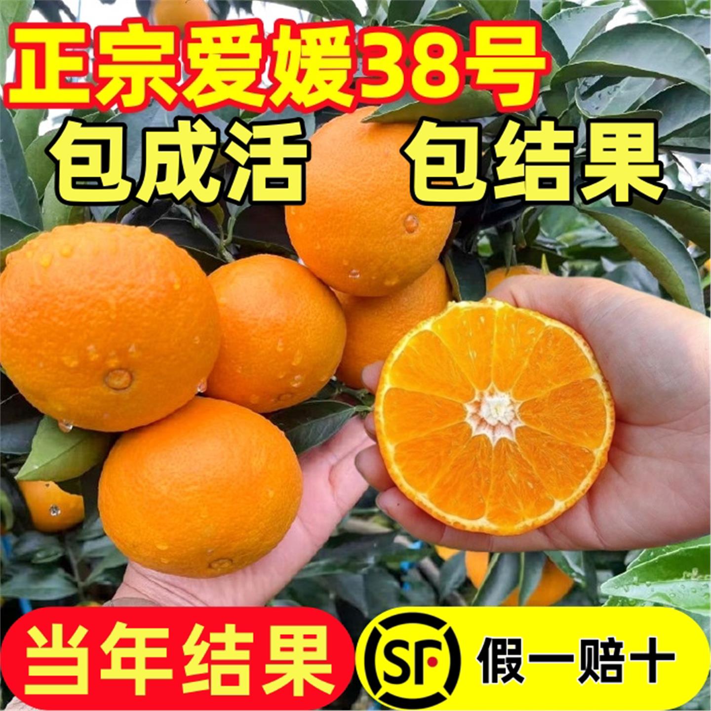 川农苗木爱媛38号树苗果冻橙果树果苗盆栽象山红美人橘子树柑桔树