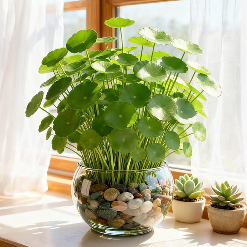 铜钱草水培植物养懒人花卉