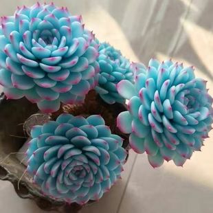 老桩蓝姬莲多头多肉植物蓝豆群生室内办公室桌面盆栽好养活蓝石莲