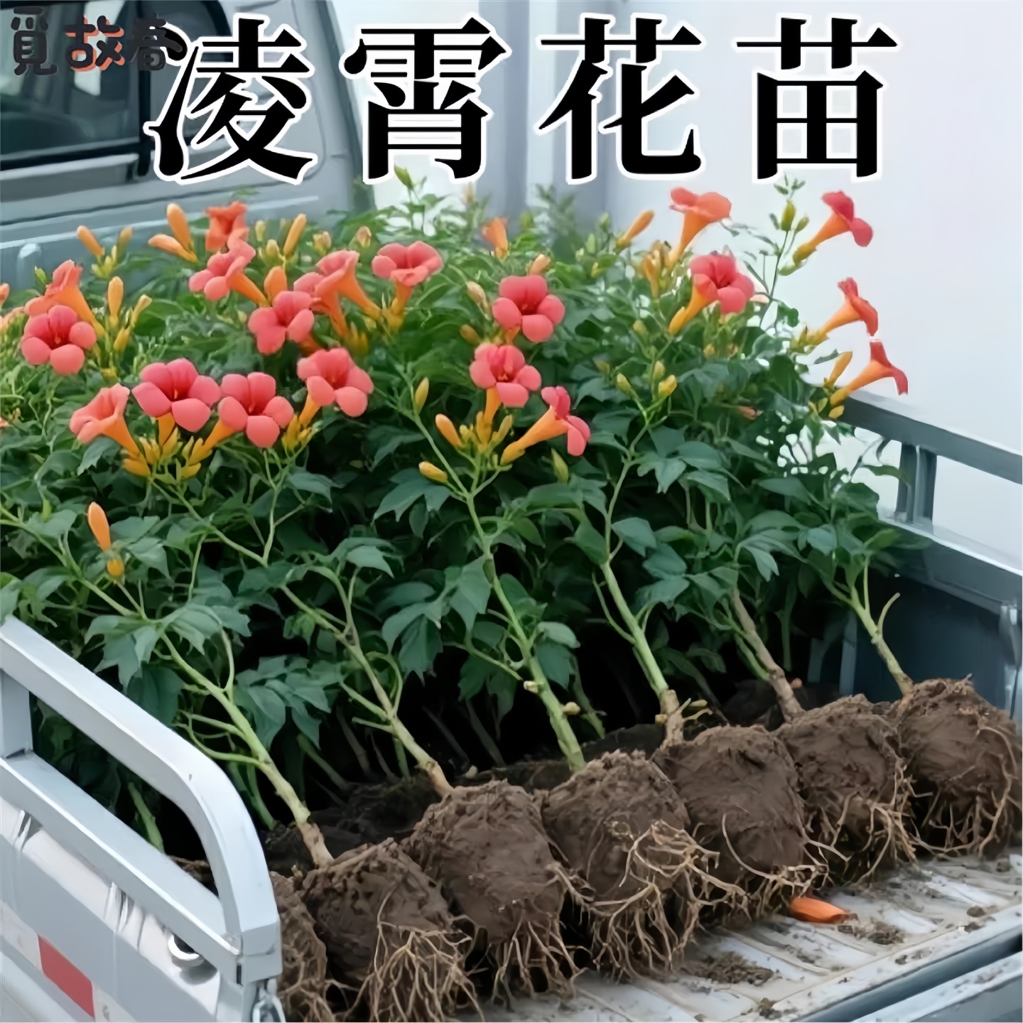 凌霄花带苞炮仗爬藤植物盆
