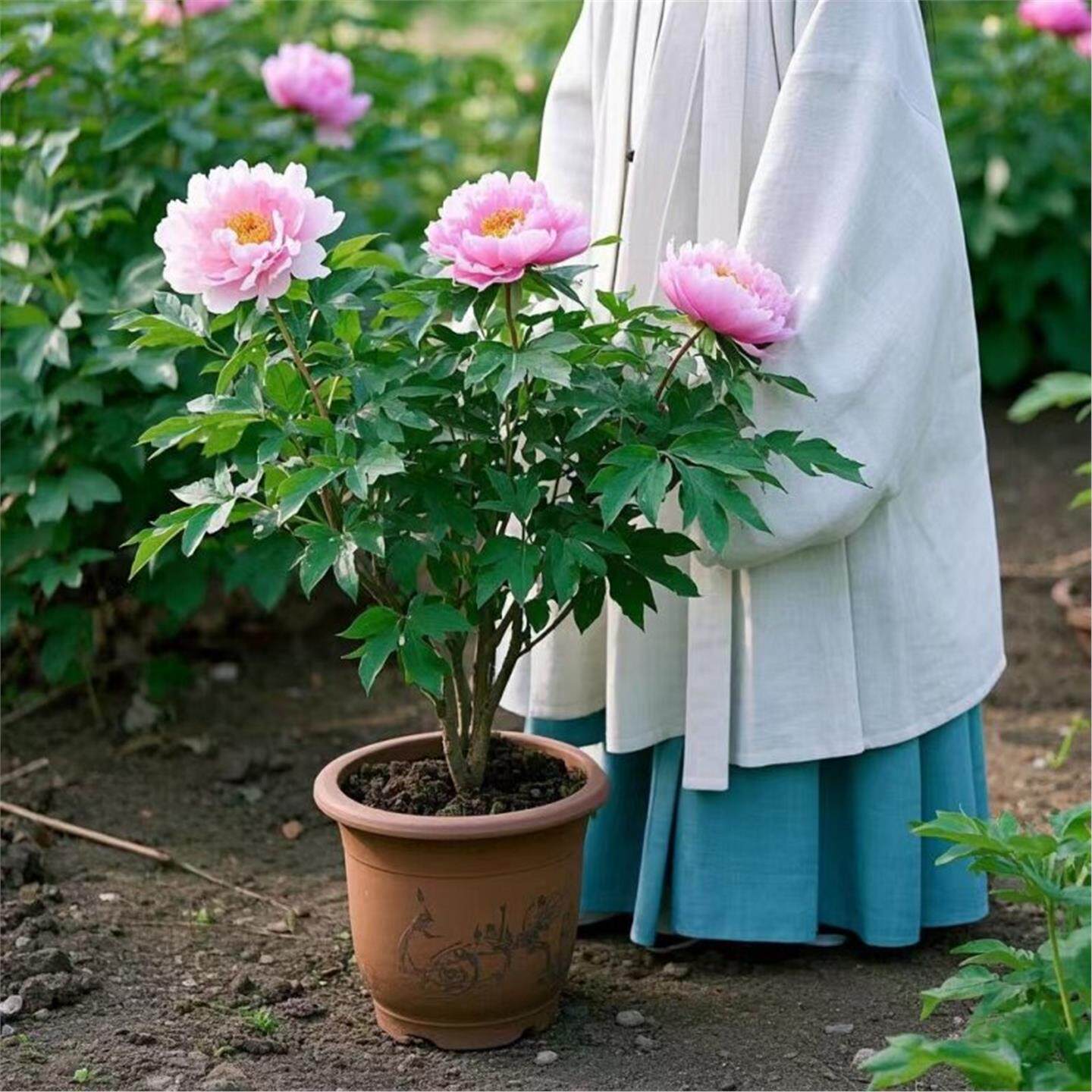 牡丹花苗盆栽大苗洛阳正宗带花苞牡丹花种耐寒重瓣花卉牡丹花树苗