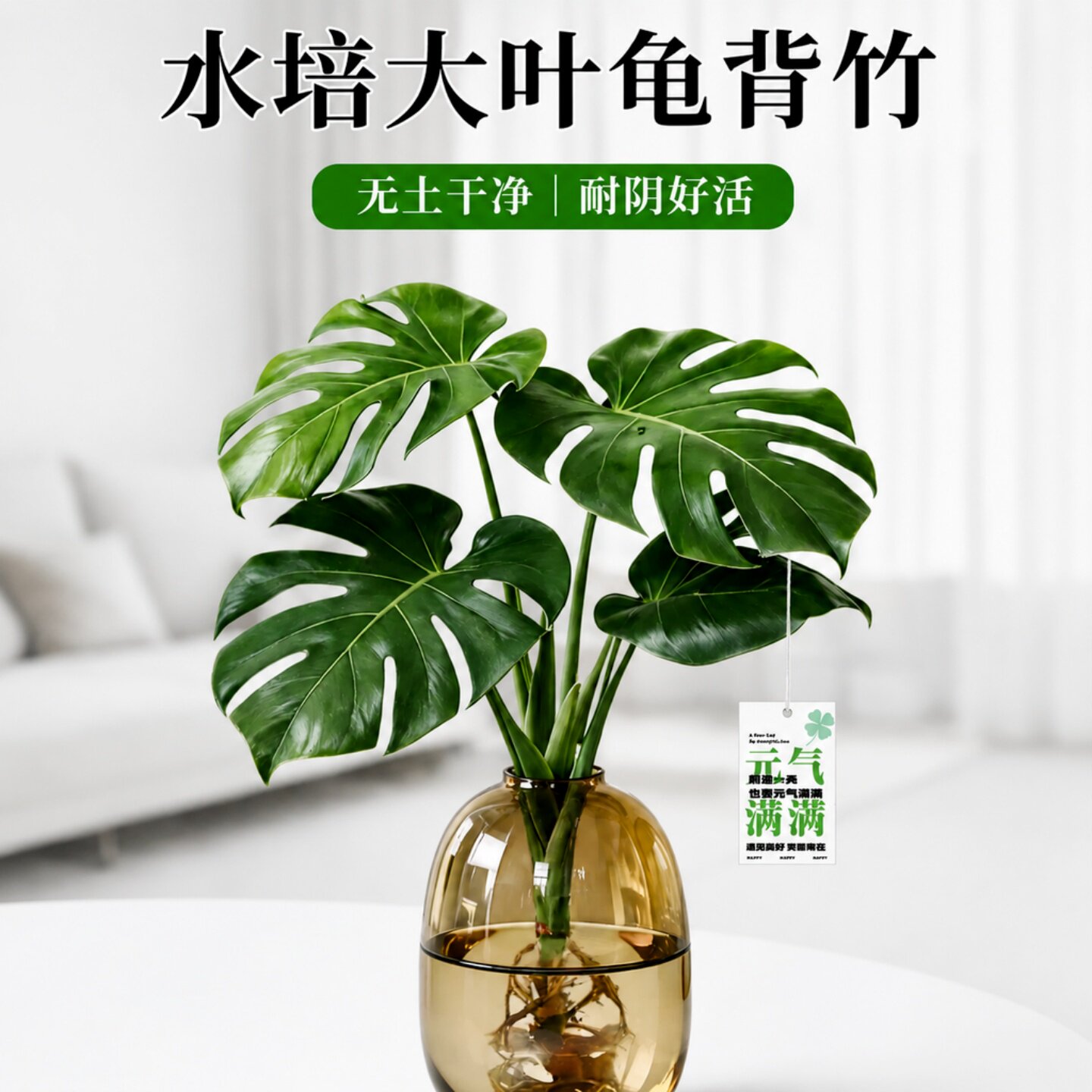 龟背竹水培大叶室内盆栽四季绿图片