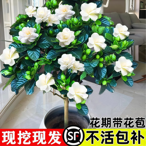 栀子花盆栽卉植物室内四季