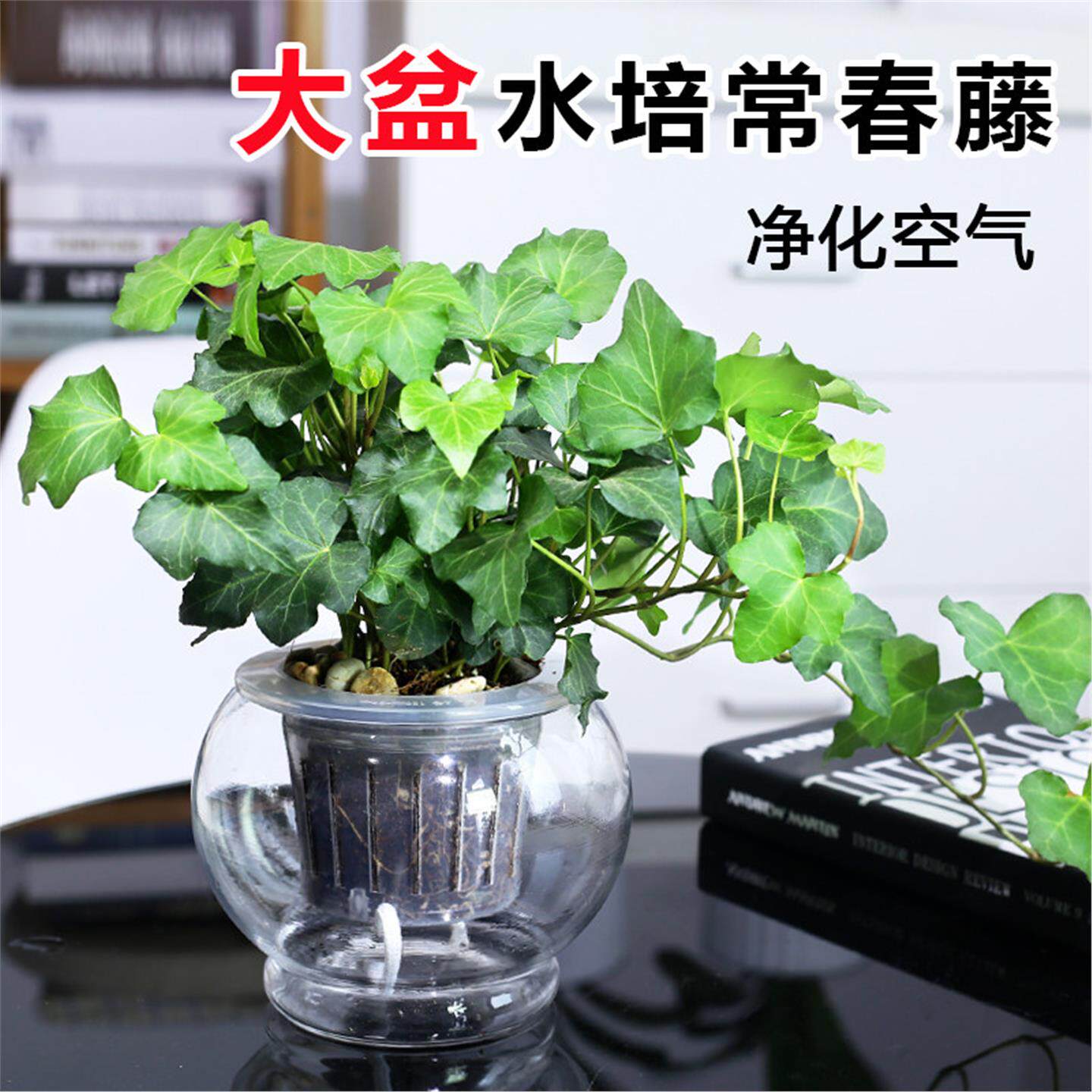 常春藤绿萝水培植物花卉盆栽发财树吊兰芦荟盆栽室内净化空气植物