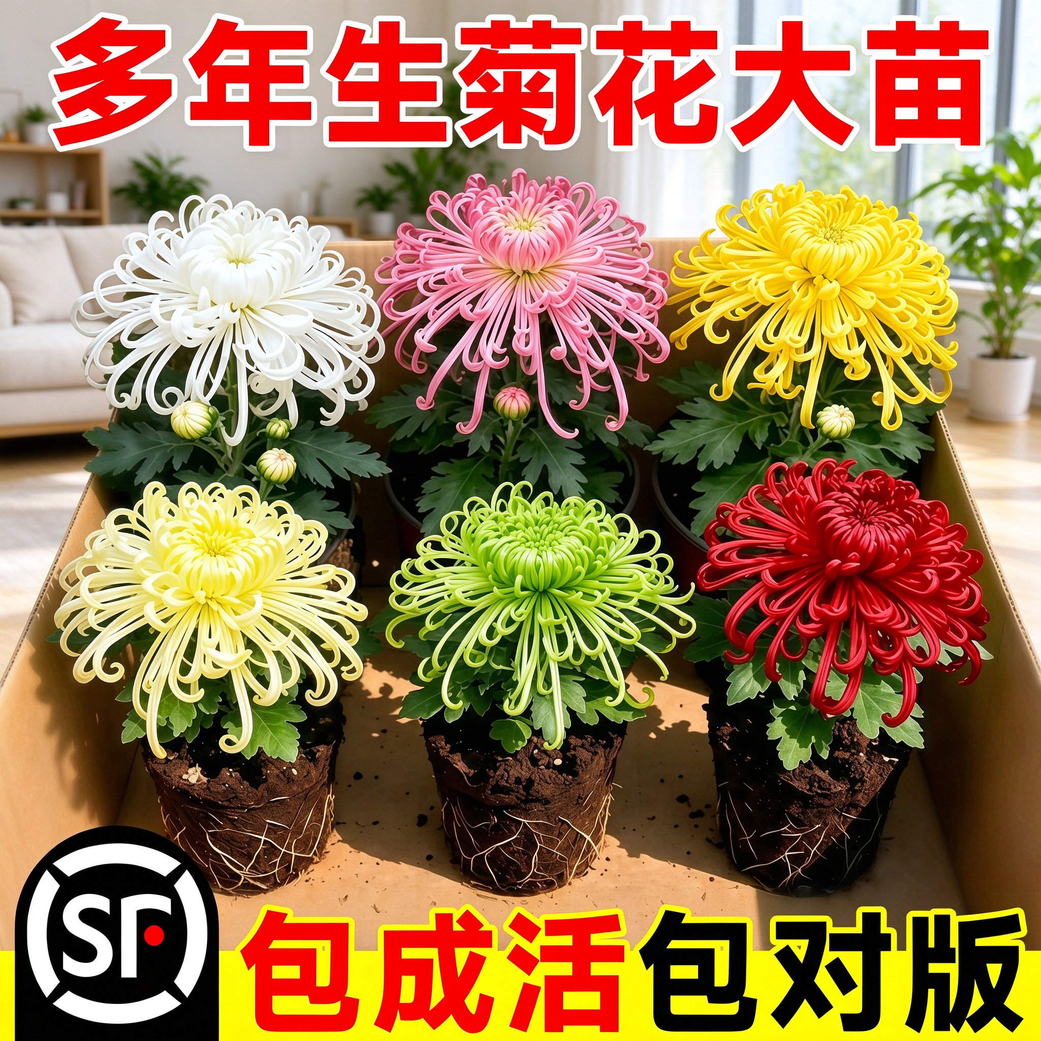 荷兰金丝菊九月菊花苗盆栽室内外好养花卉四季开花花期长阳台庭院