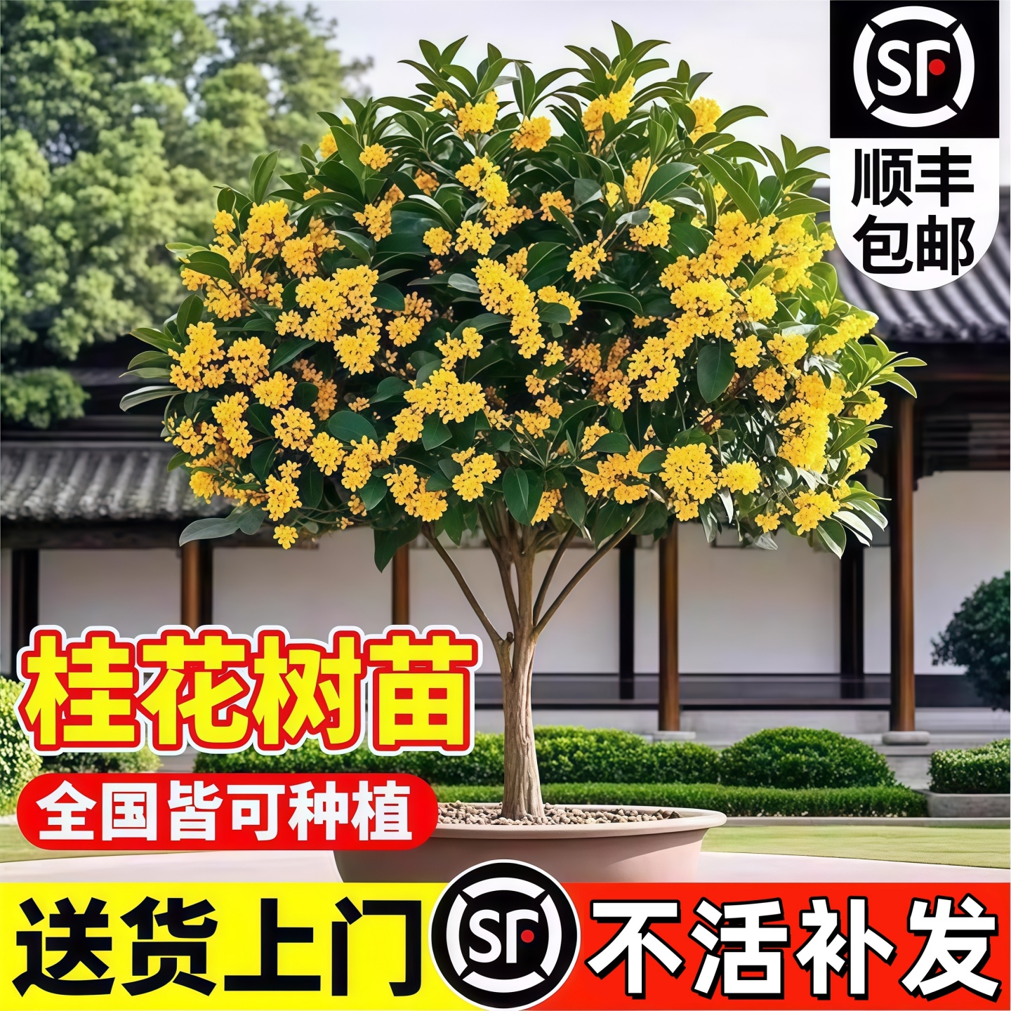 桂花树苗八月金庭院别墅地