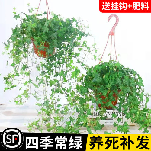 常春藤盆栽室内绿植吊兰垂