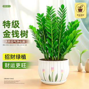 金钱树小盆栽办公室桌面绿植发财树公司客厅旺宅招财室内植物四季