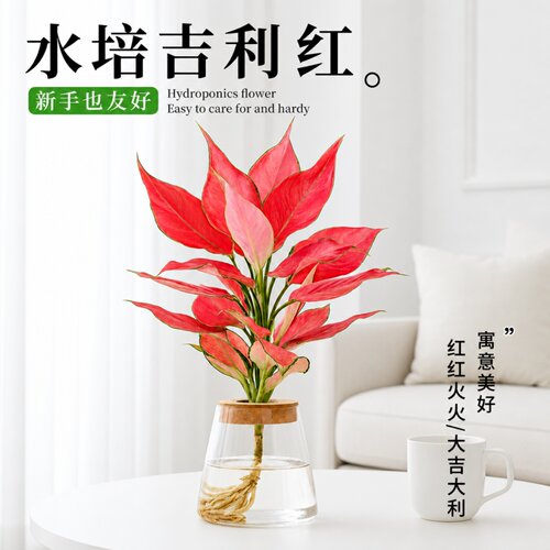 吉利红水培绿植好养净化空气