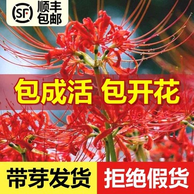 彼岸花种球曼珠沙华盆栽红