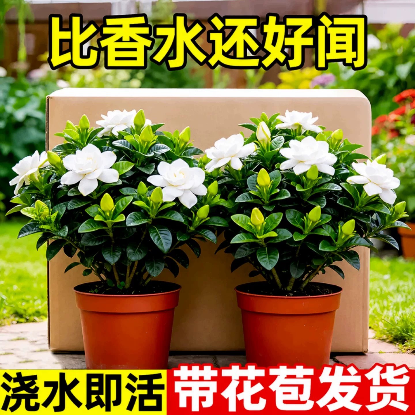 栀子花盆栽绿植物四季办公室内开花卉桌面小摆件好养适合懒人的花