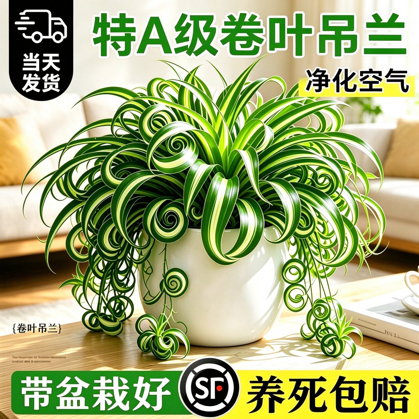 法国女郎金边吊兰盆栽金心卷叶绿植适合办公室桌面摆放室内垂吊易