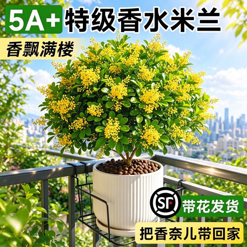 香水米兰花盆栽带苞浓香驱蚊好养