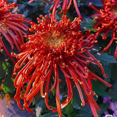 【稀有品种菊花苗】金丝牡丹