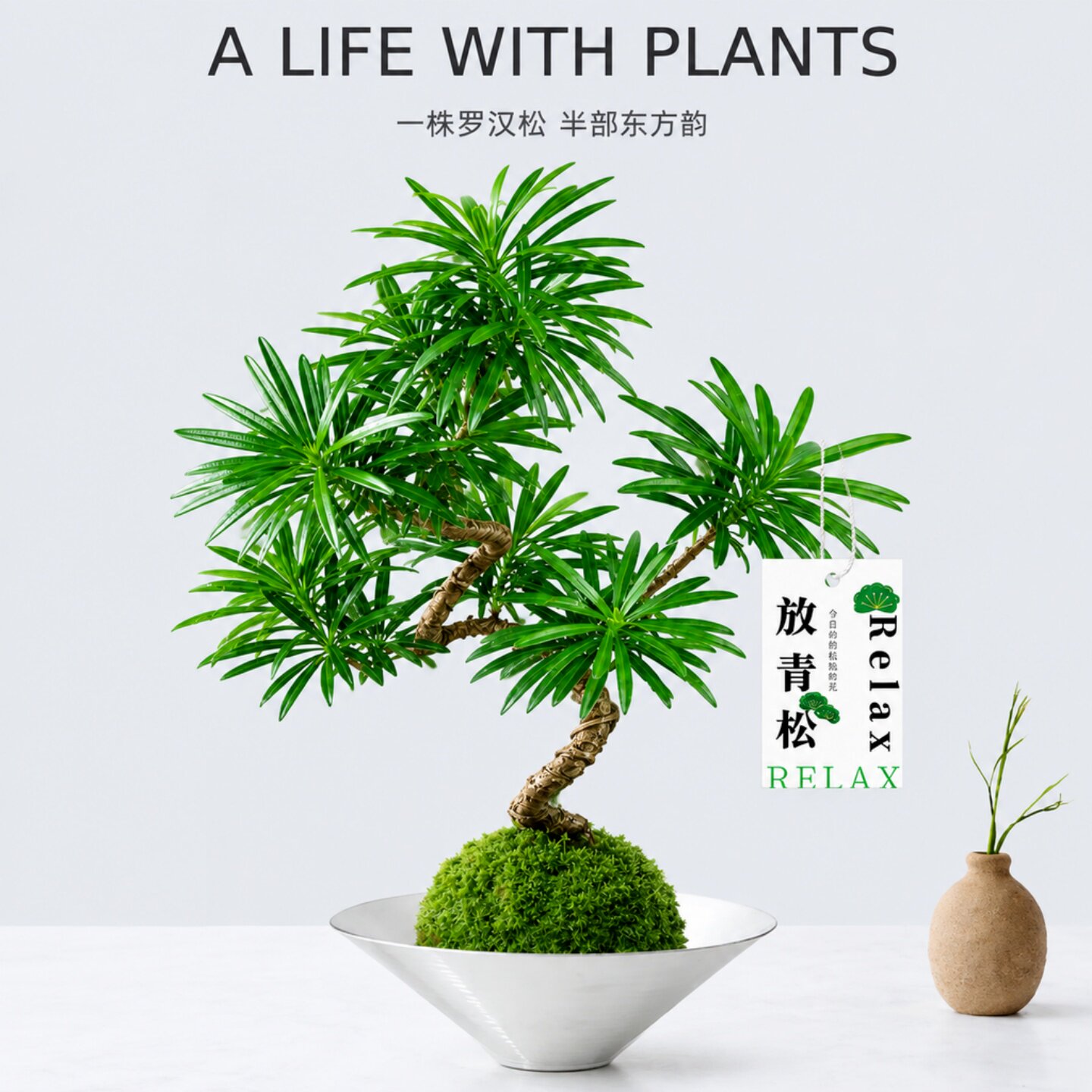 罗汉松造型盆景水培苔藓球好养
