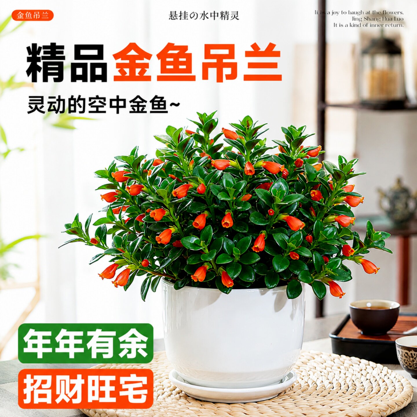 大盆金鱼吊兰盆栽带苞易养