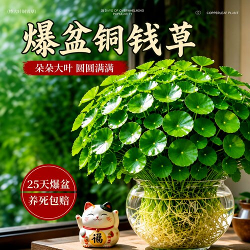 大叶铜钱草水培室内外绿植易养