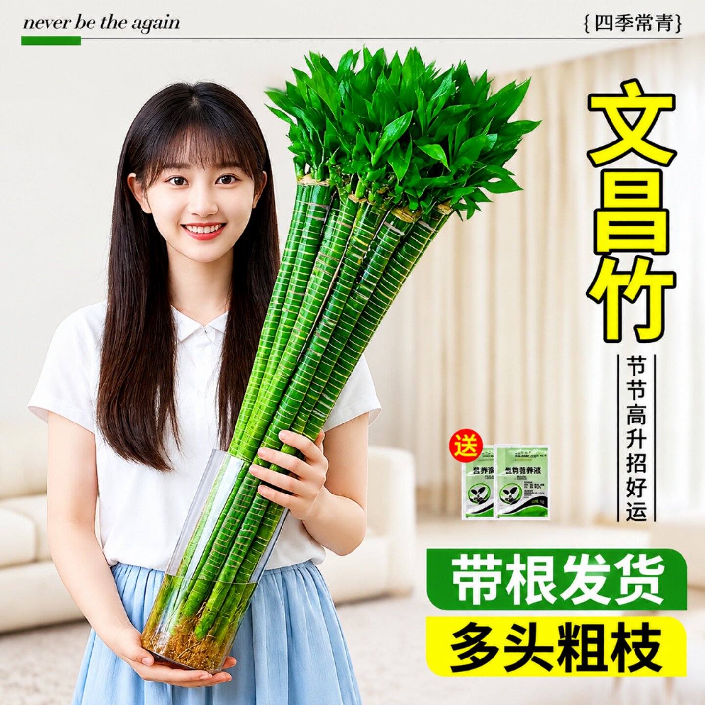 文昌竹富贵竹水培带根好养转运