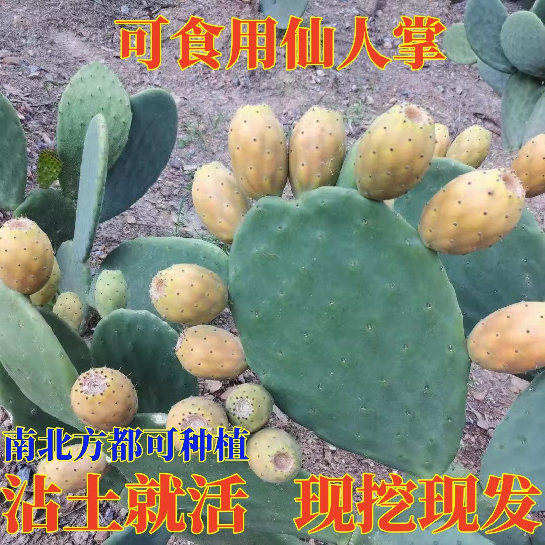 宝塔仙人掌可以开花结果的