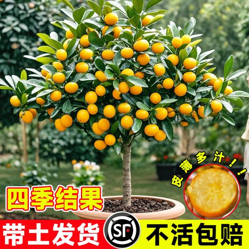 脆皮金桔带果发货盆栽树苗
