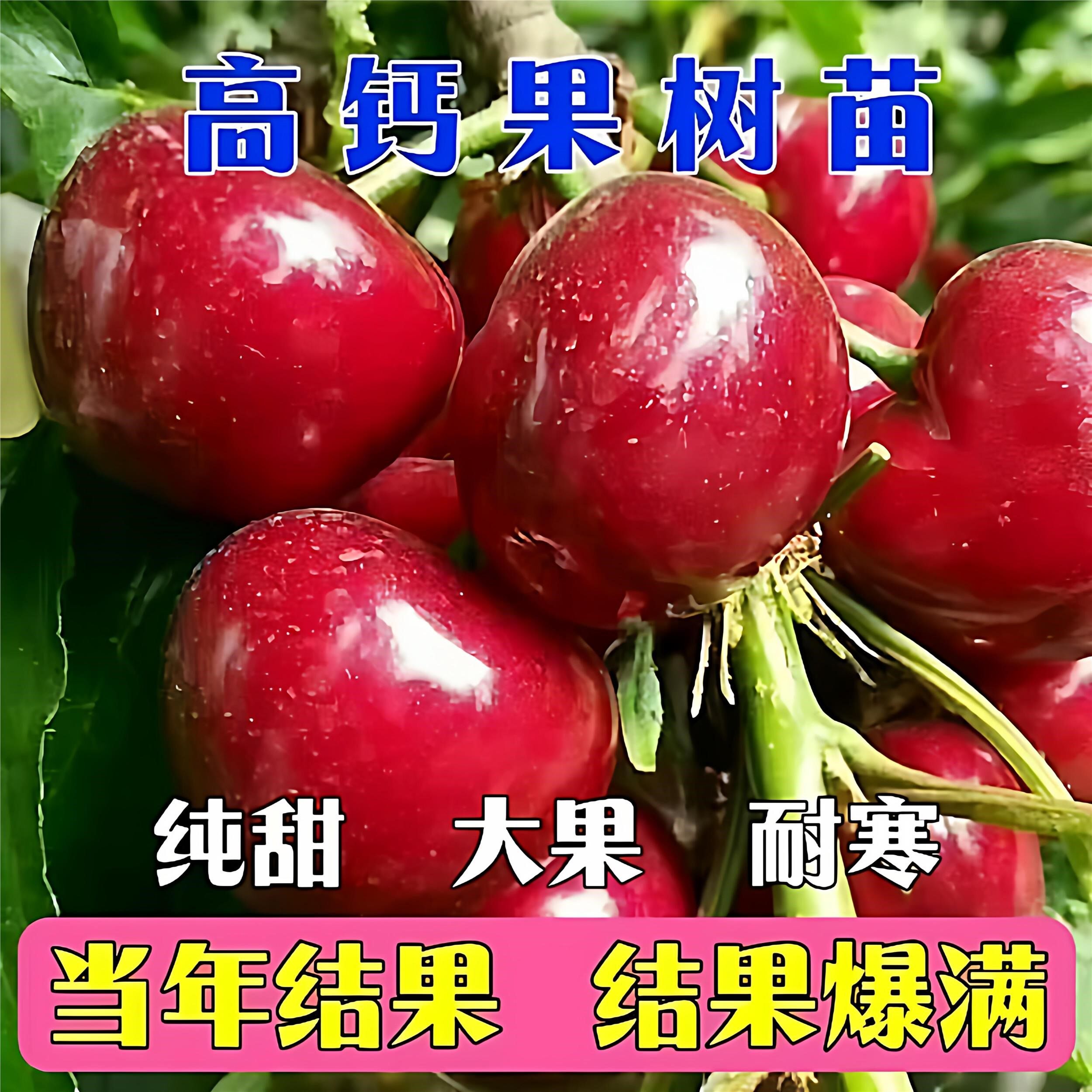 新品种中华高钙蓝莓树果苗当年结果香甜无籽红钙黄钙果南北方种植