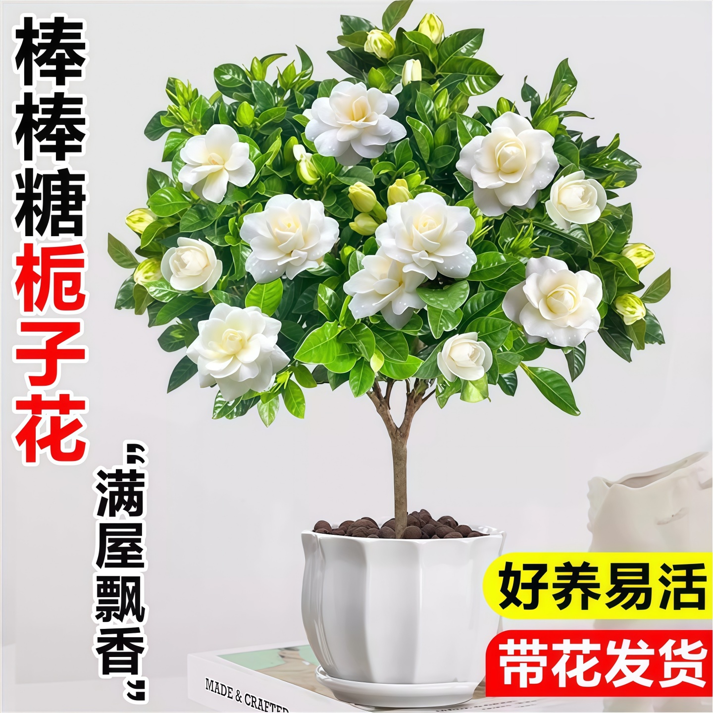 独杆栀子花盆栽带花苞室内阳台鲜花棒棒糖花苗耐热绿植浓香型花卉