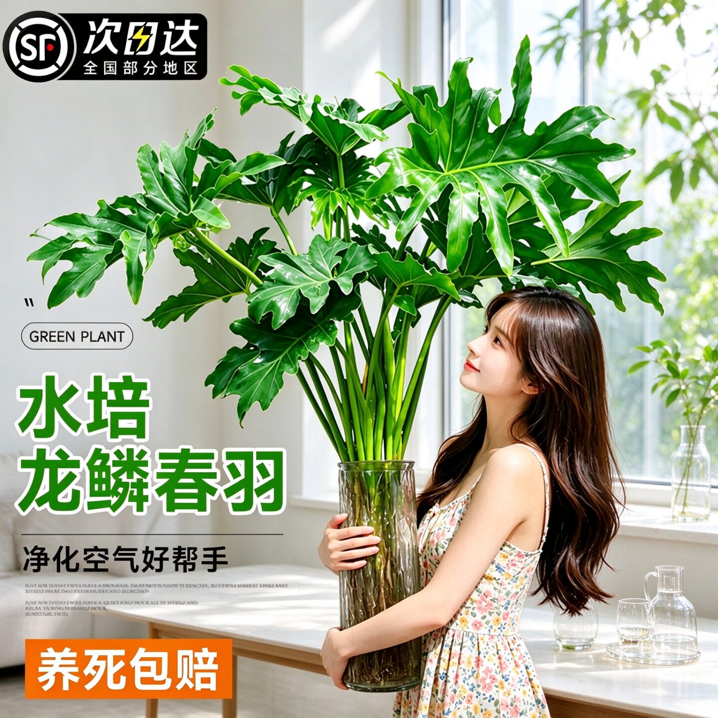 龙鳞春羽水培盆栽室内客厅大叶绿植四季常绿桌面观叶植物