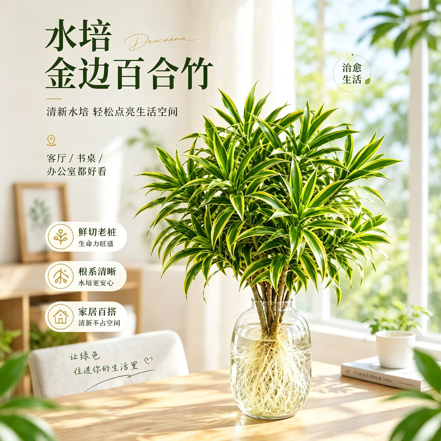 金边百合竹水培绿植 室内阳台金心花叶盆栽 网红竹子带根盆景