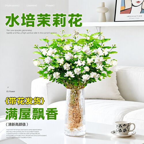水培茉莉花盆栽带苞易养
