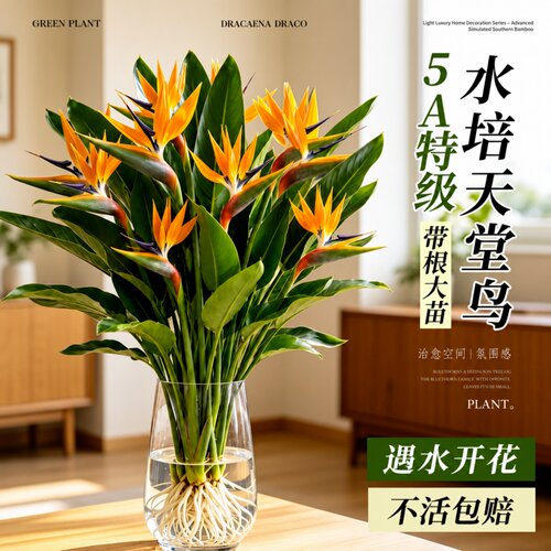 水培天堂鸟四季常青好养盆栽