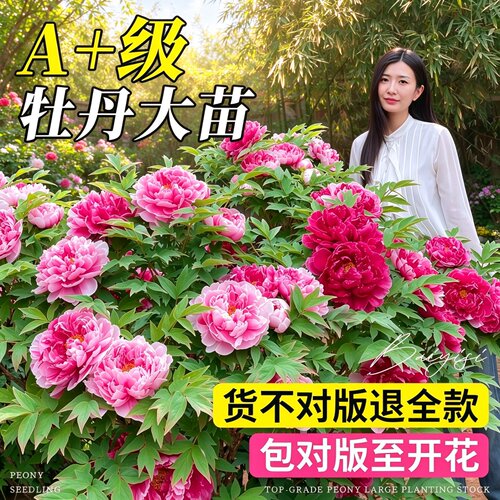 洛阳盆栽重瓣牡丹树苗带苞易活