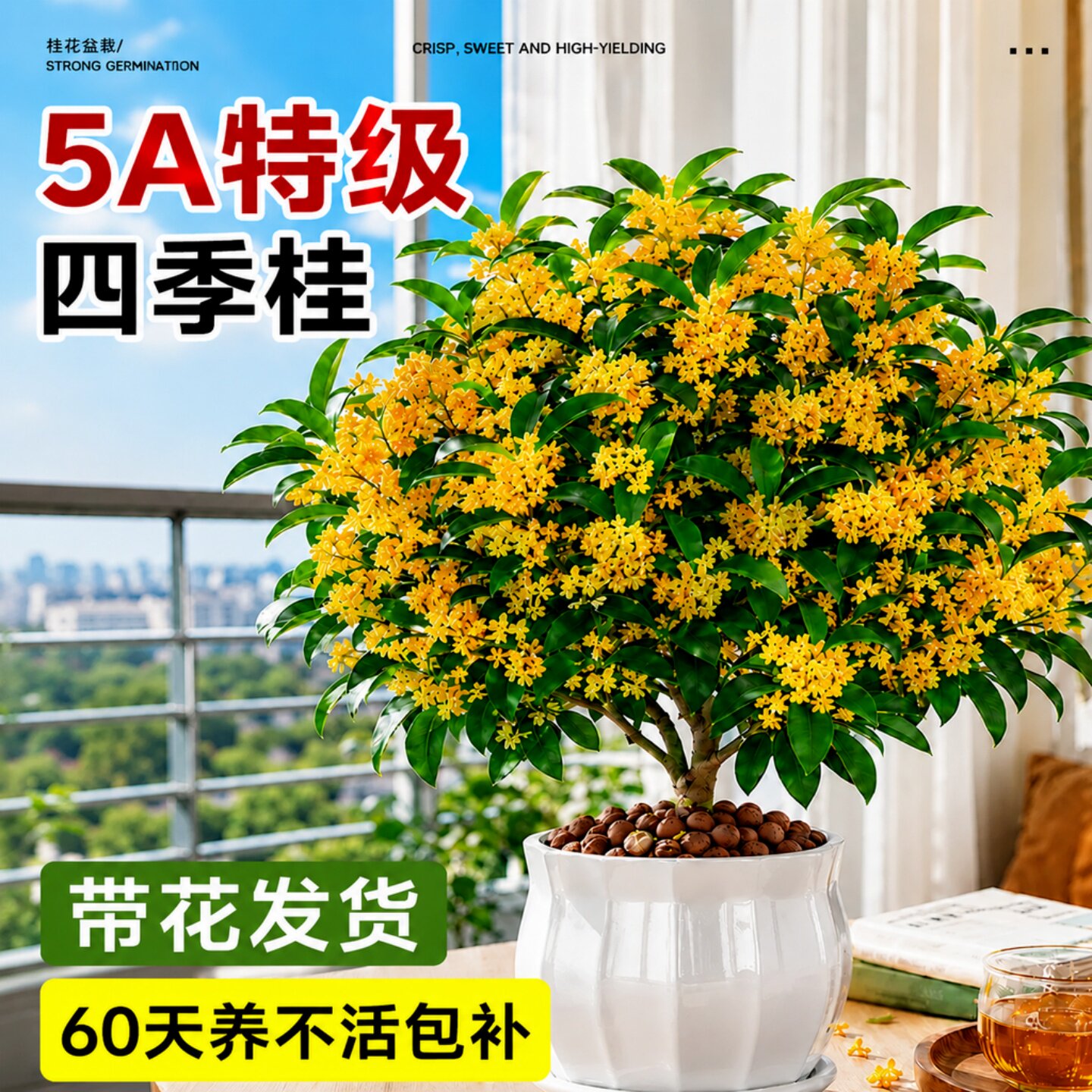 浓香四季开花桂花老桩盆景图片