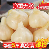 糖蒜头5斤整箱糖醋蒜泡菜山东大蒜新鲜腌制甜蒜腌大蒜咸菜下饭菜