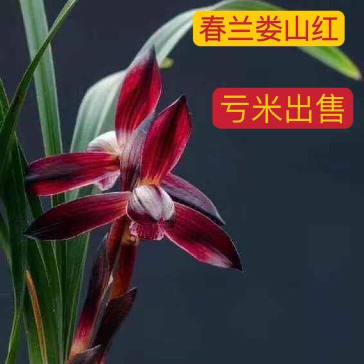 带花苞清仓兰花春兰【滇红素-娄山红-久红】新品培育盆栽室内花卉