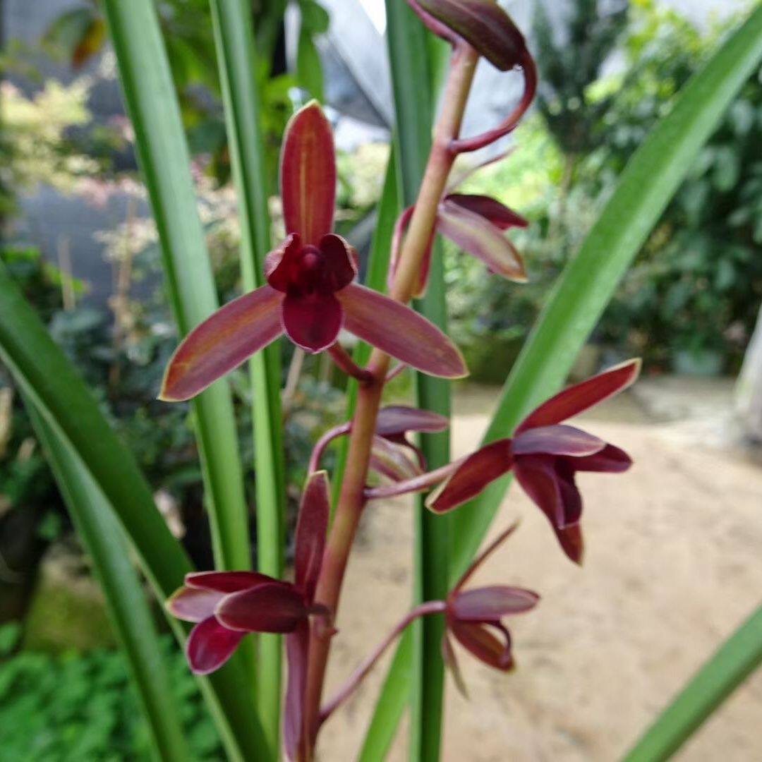 兰花 秋榜红土地 銘品红花 带花苞 盆栽室内 阳台 花卉好养带花苞