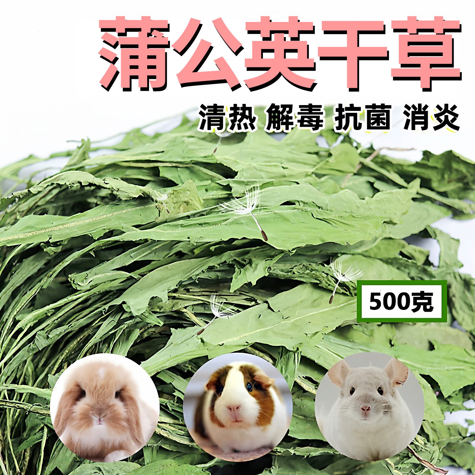 烘干蒲公英清热去火干草