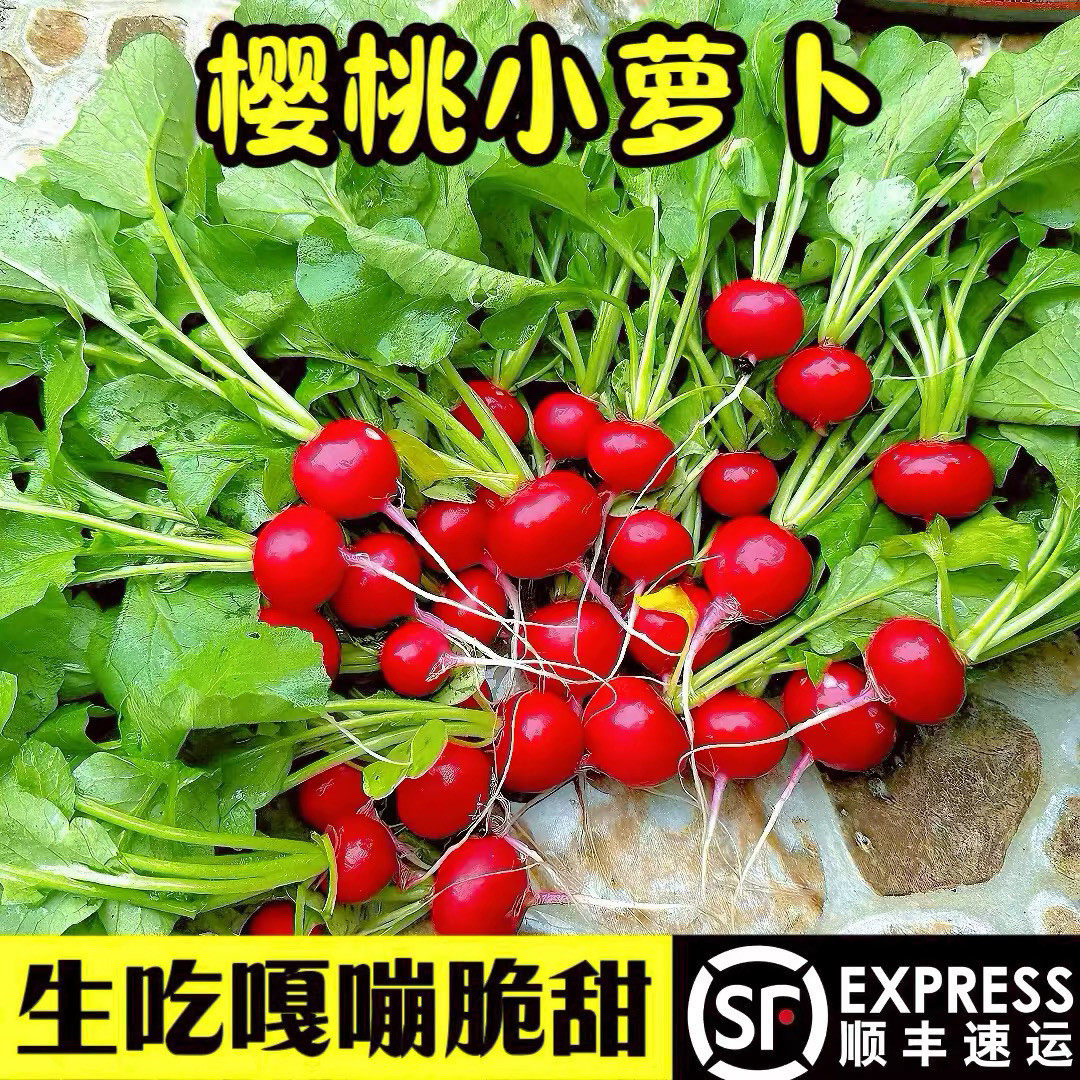 新鲜樱桃萝卜顺丰冷链包邮