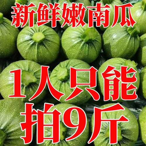 云南新鲜嫩南瓜现摘现发破损包赔