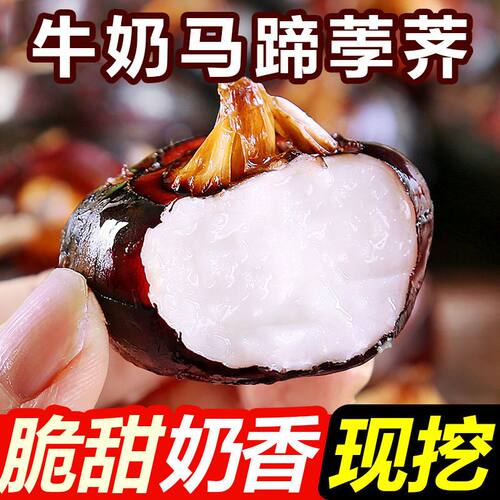 现挖马蹄清爽脆甜带泥发货坏果赔